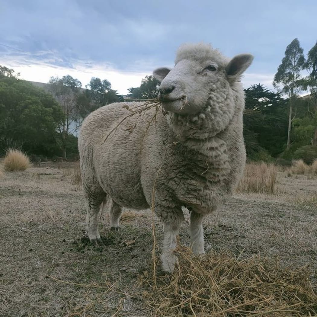 Burt the sheep has won the hearts of his owners.