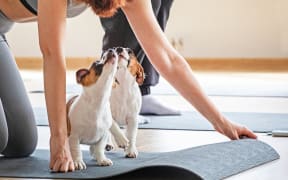 Puppy yoga typically involves young dogs roaming free during a yoga class, sometimes being incorporated into poses or followed by playtime.