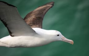 Close view of Northern royal albatross in flight, Taiaroa Head, Otago Peninsula.
