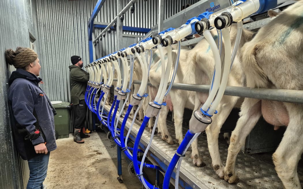 It's time for milking at The Brooklyn Creamery, outside Wellington.