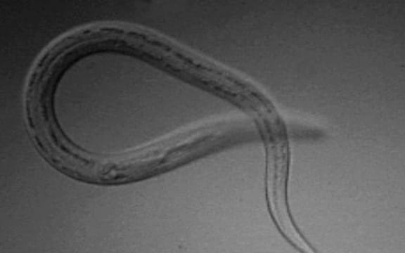 Necator americanus L3 infectious larva at 100x magnification