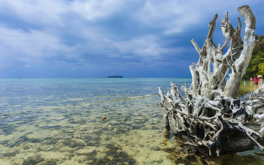 Dead tree at Micro beach in Garapan, Saipan, Northern Marianas, Central Pacific, Pacific (Photo by Michael Runkel / Robert Harding Premium / robertharding via AFP)