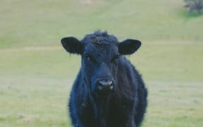 A black heifer.