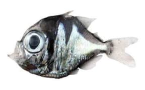 The new species of fish, Polyipnus Laruei, which was discovered off New Caledonia.