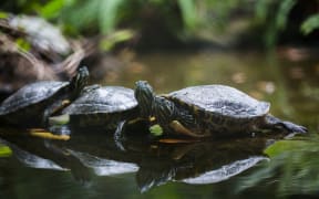 Group Red-eared slider resting on the shore. Turtle lined