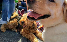 Jess the Labrador at Concert for Dogs, New Zealand Festival of the Arts 2020