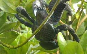 A coconut crab in  tree.