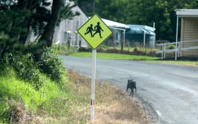 A dog runs freely on the roadside in Kaihu - a small settlement north of Dargaville in Northland where a fatal dog attack has occurred - 17 February 2026. Note this dog is unrelated to the property where the attack occurred.