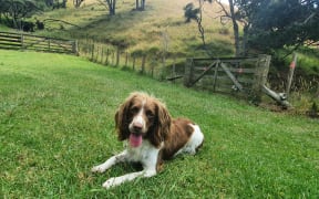 Four-year-old English Springer spaniel Pip.