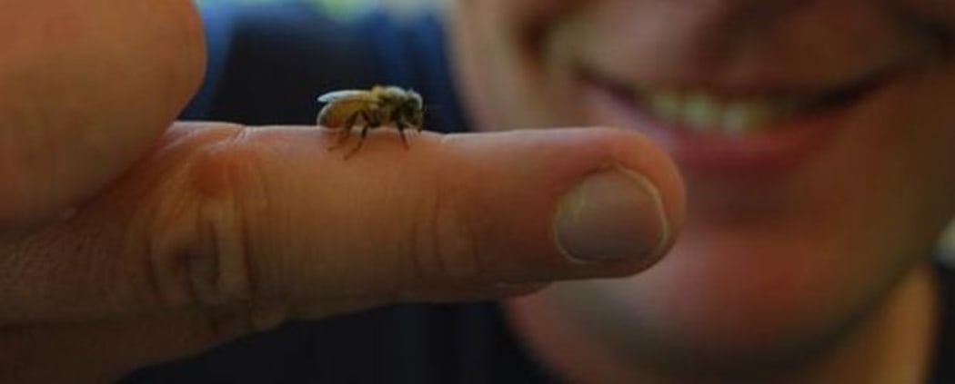 Honeybees pollinate billions of dollars worth of fruit and vegetable orchards each year.
