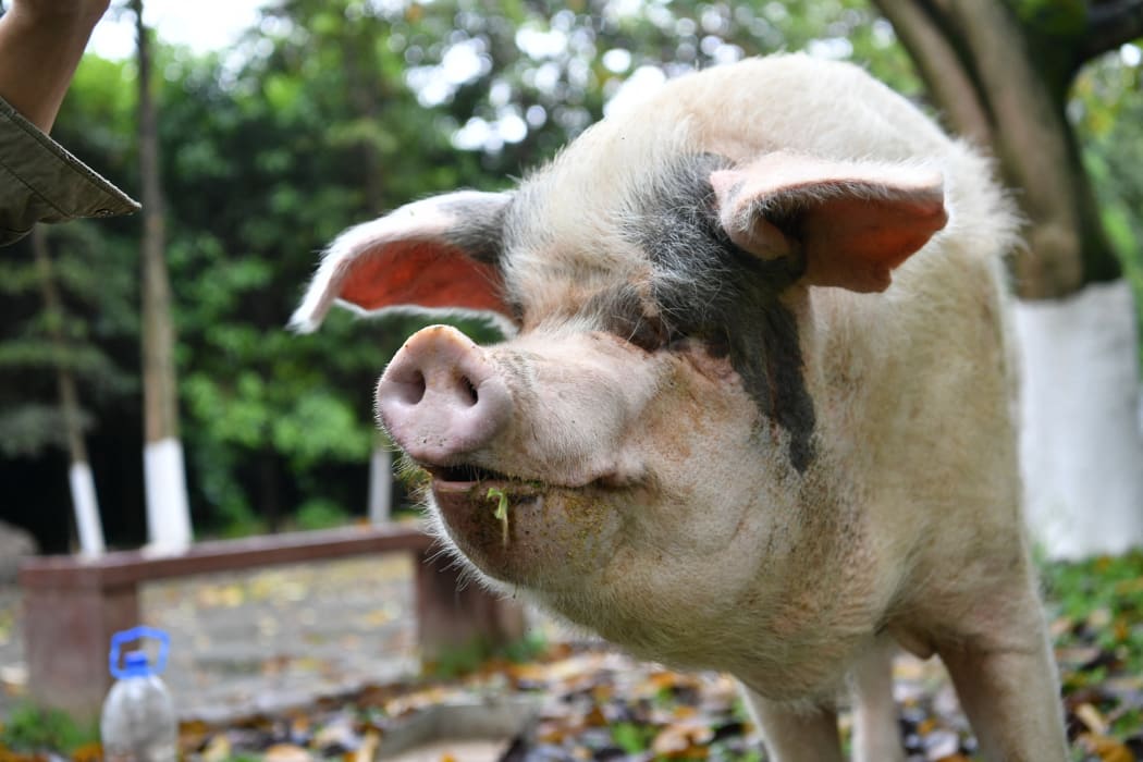 Zhu Jianqiang, or 'Strong-Willed Pig' that survived 36 days under earthquake rubble, takes a walk at Jianchuan Museum in Chengdu city, southwest China's Sichuan province, 9 May 2019.