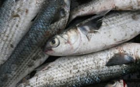 A pile of dead mullet