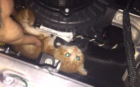 After being rescued, Maioro was later found tucked around a heating fan.