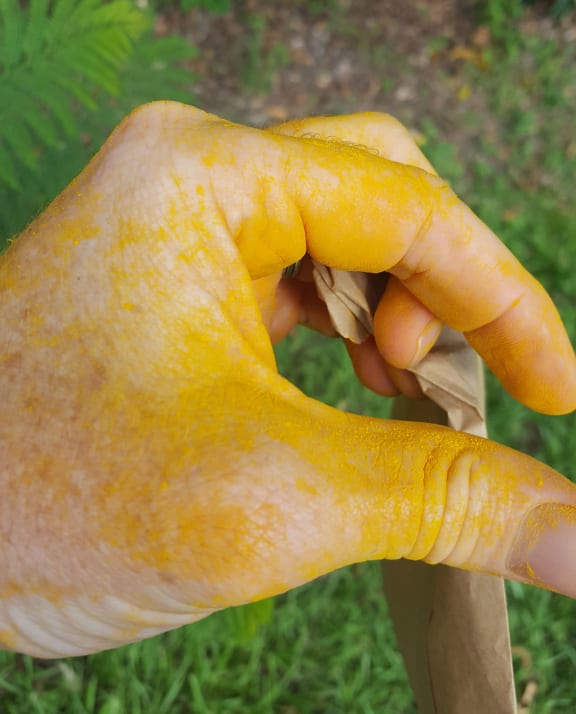 Australian forest pathologist Geoff Pegg took this photo of his hand covered with myrtle rust spores to show just how prolific they can be in the environment.