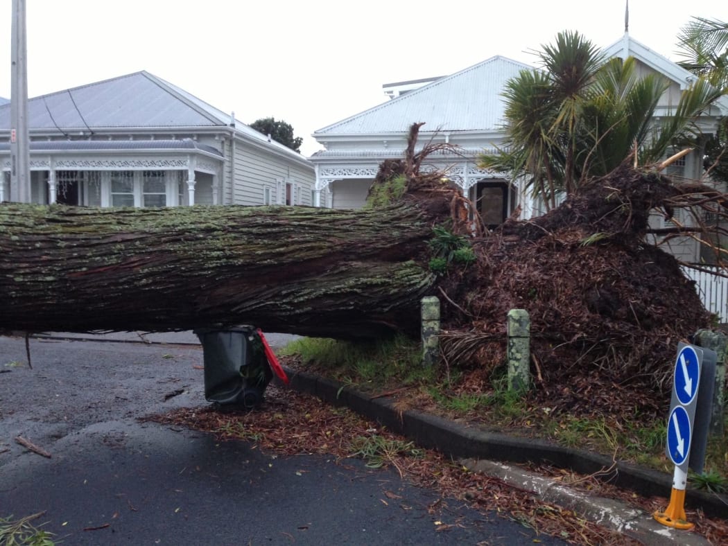 An uprooted gum tree in Herne Bay, Auckland.