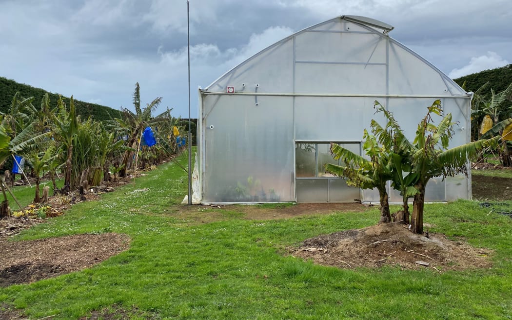 Kotare Subtropicals greenhouse.