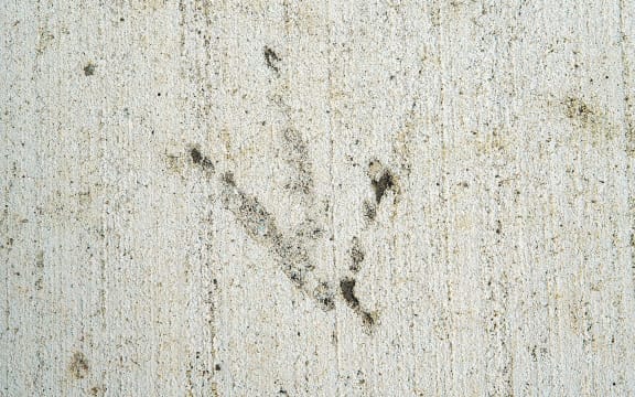 Adult male kiwi Whiuwhiu's footprint on a new footpath in Whakatāne