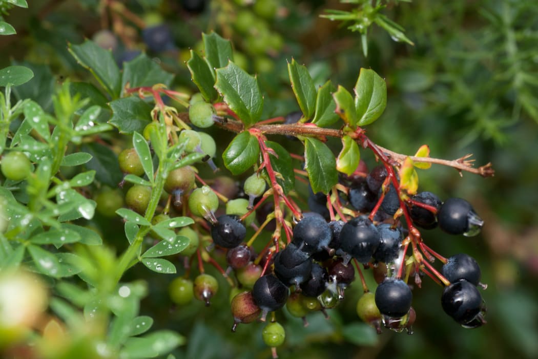And after the orange flowers come thousands of berries, which birds eat, spreading Darwin's barberry seeds far and wide.