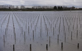 A flooded Blenheim vineyard on 20 August, 2022.