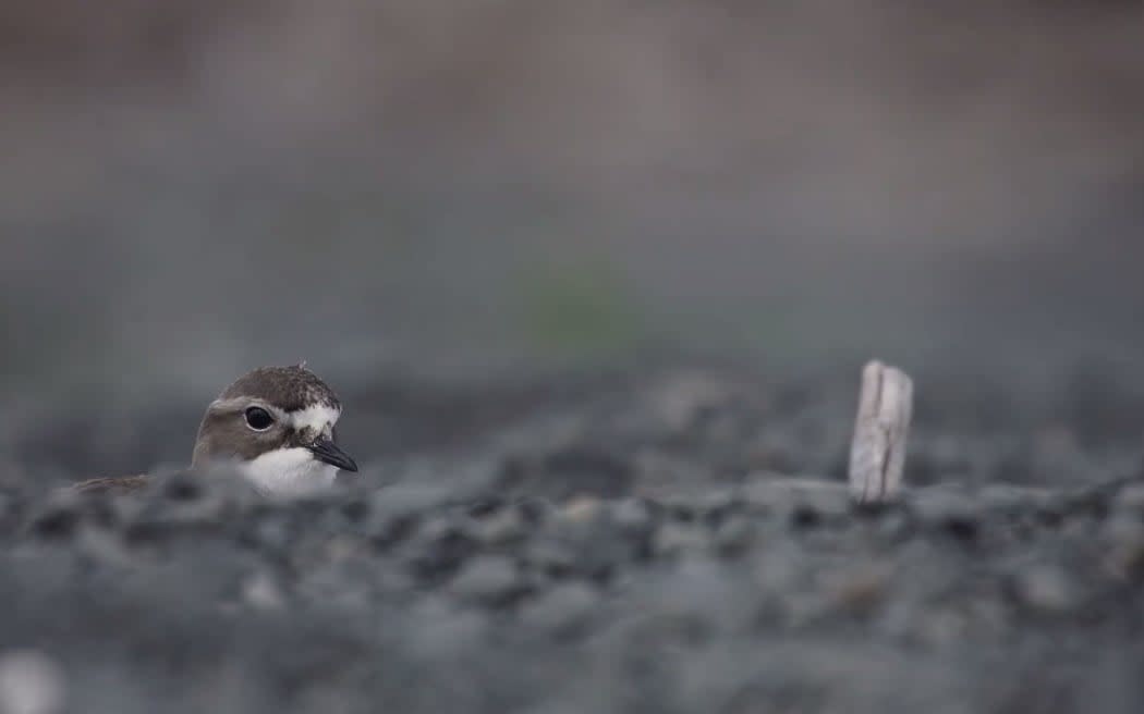 A banded dotterel.