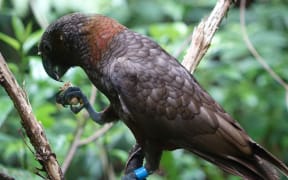 The kaka has returned to Maungatautari.