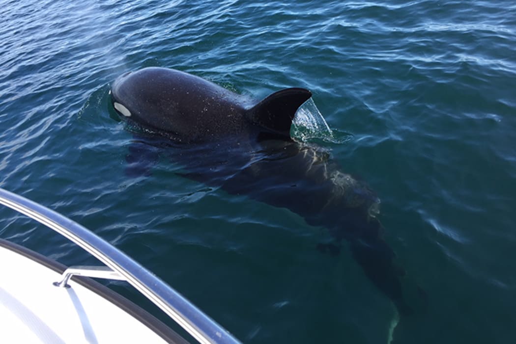 One of the orca popped up and nosed the boat.
