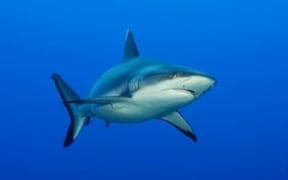 Shark