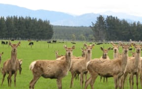 Deer on Rangitaiki Station