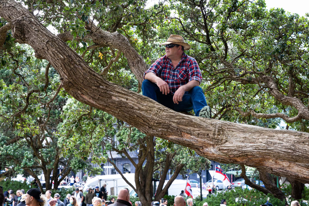 There are always a lucky few who get a shady spot on Parliament's lawn, say half way up a 160 year old pohutakawa.