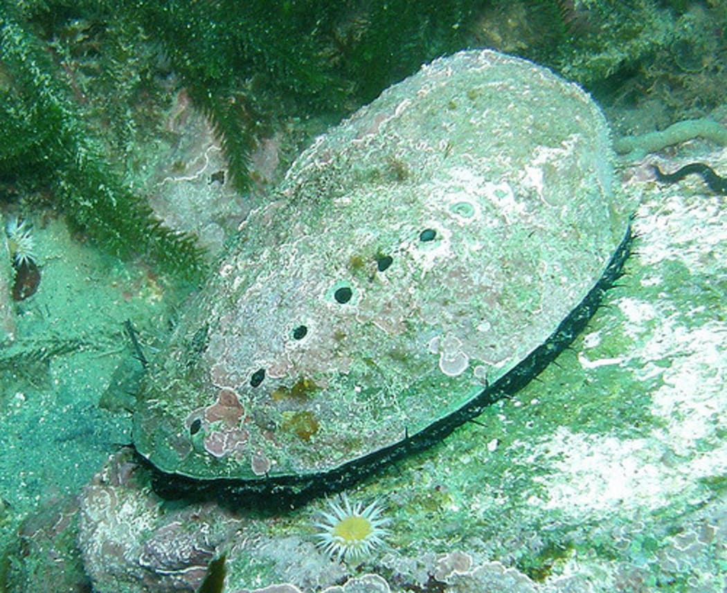 paua