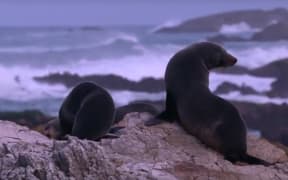 Seals on Kaikoura coast.