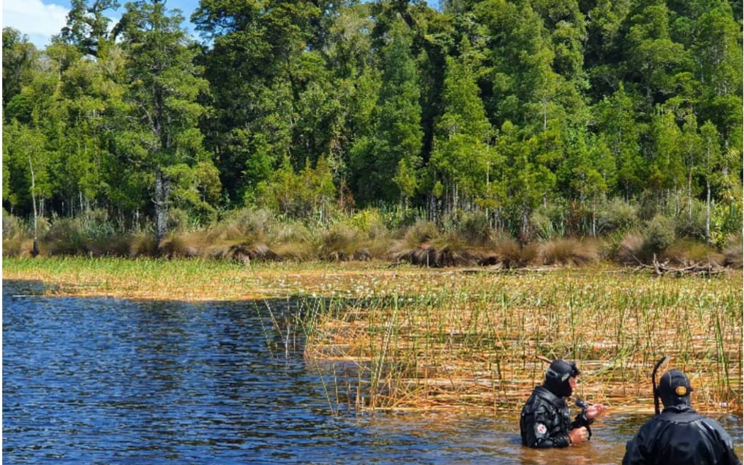 Divers undertaking the aquatic weed survey, in Lake Māhinapua.