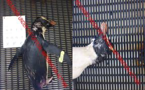 An endangered yellow-eyed penguin (Hoiho) killed by fishing. The image was released to Forest & Bird under the OIA.