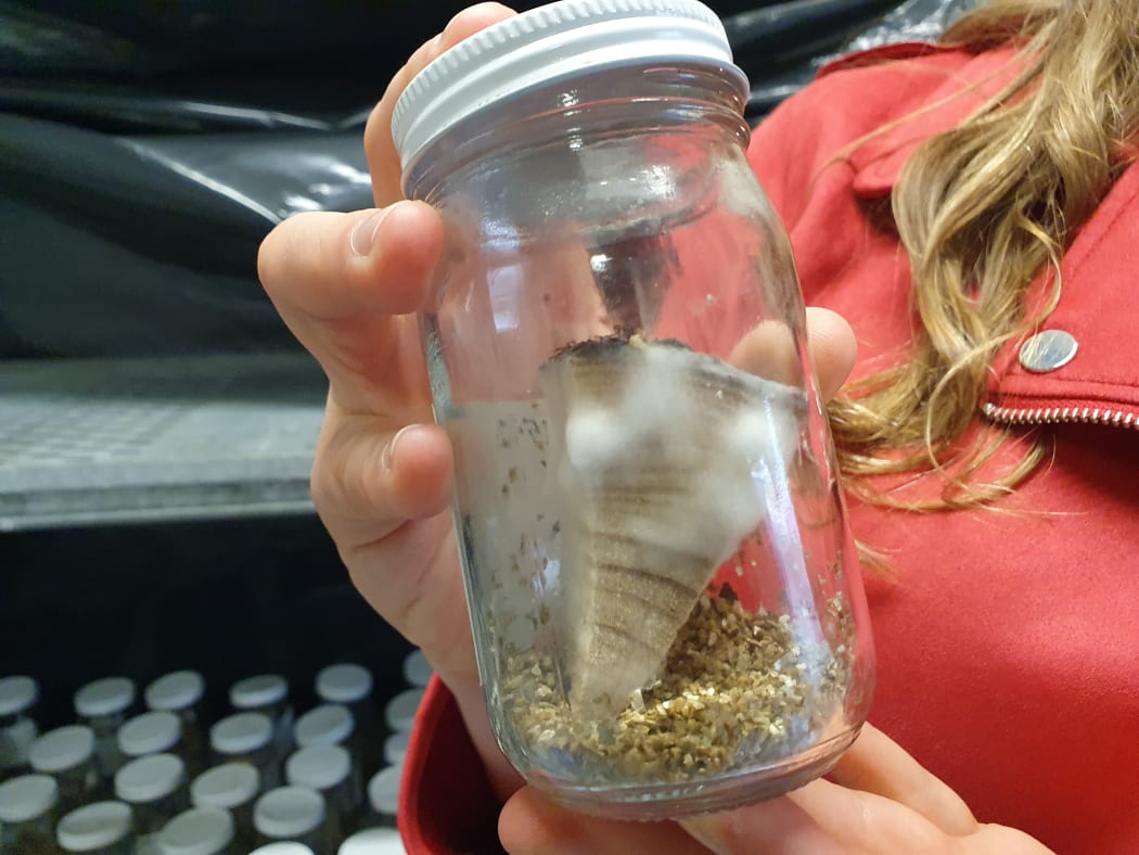 A close up of a jar containing armillaria fungus grown on a piece of pine for Genevieve Early's research.
