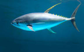 tuna swimming