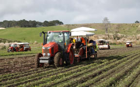 Harvesting crews gather the last of Doug Nilsson's 2024 crop at his farm on the outskirts of Dargaville.