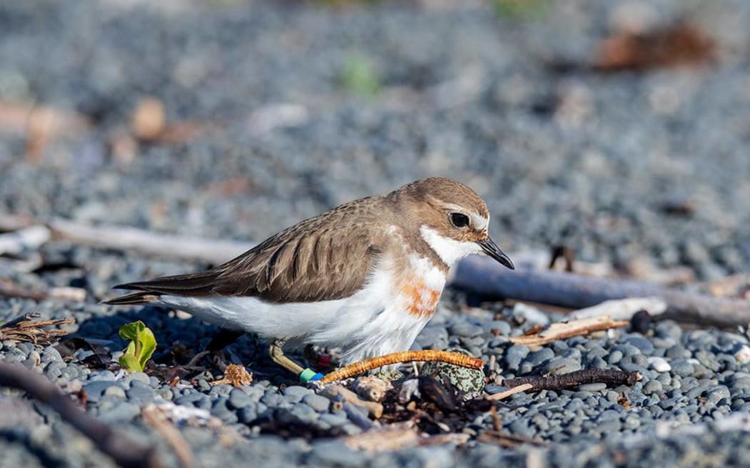 A banded dotterel nicknamed "Ginger".