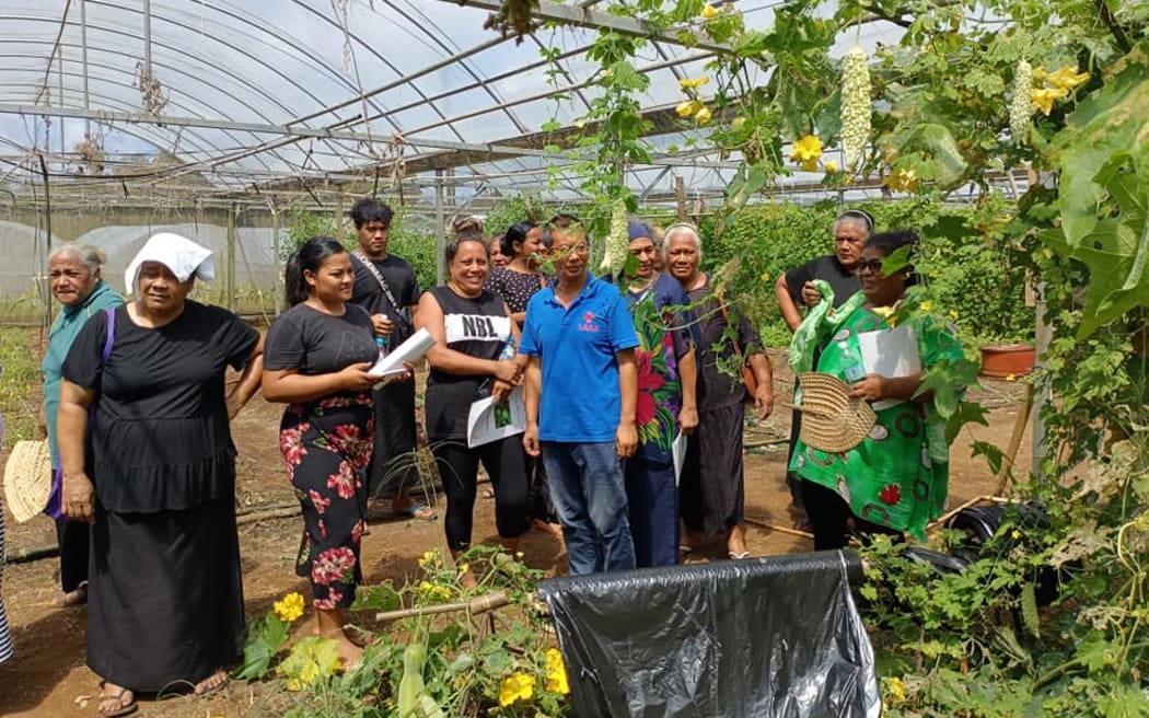 China-Tonga agricultural collaboration tackles food security and health issues. Photo/MAFF/talanoaotonga