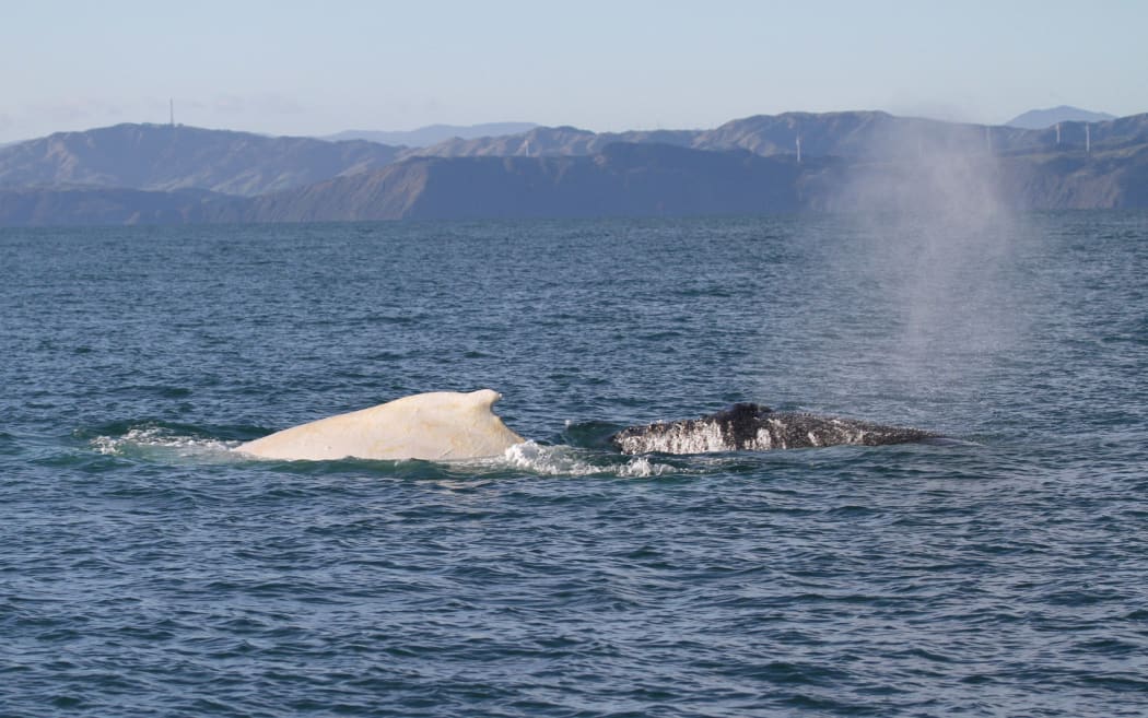 White and black humpback whales spotted in the Cook Strait.