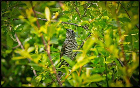 4nlyb9e gallery image 54111