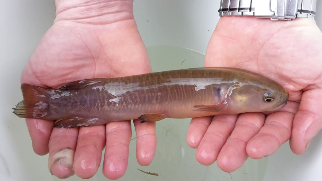 banded kokopu