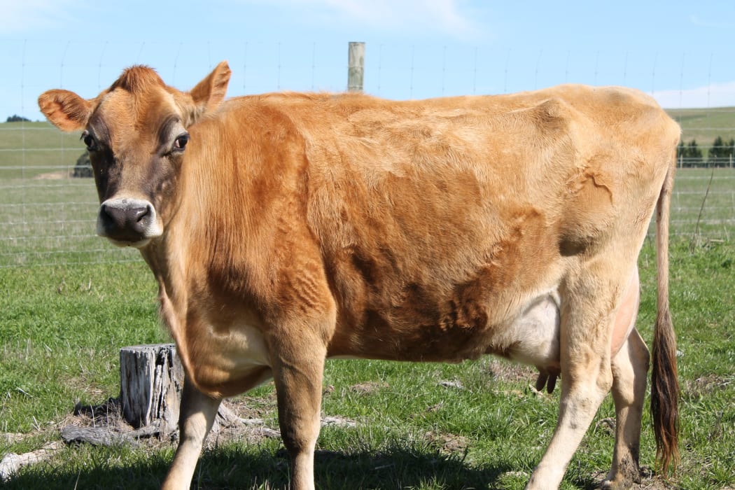 A cow in North Canterbury