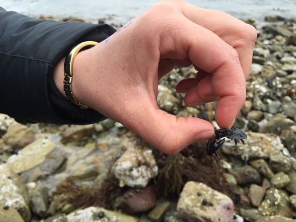 NIWA marine biologist Serena Wilkens demonstrates how to pick up a crab. OCT 2015