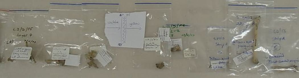 The small penguin bones contained in these plastic bags tell a surprising story: those to the left of the 'extinction window' belong to the extinct Waitaha penguin, while those to the right are of the yellow-eyed penguin, which successfully colonised from the subantarctic.