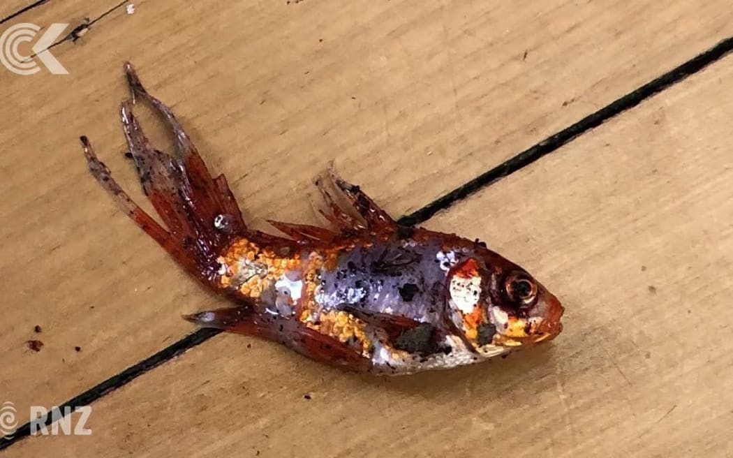 Tauranga resident looks to reunite a goldfish with its owner after her cat tried to eat it