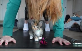 Kitten yoga at Yin Side Yoga in Paihia. Pitcured on 28 October 2023.
