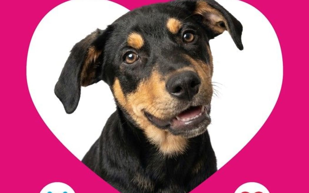 Swipe right on a new fur bestie this Valentine's Day.