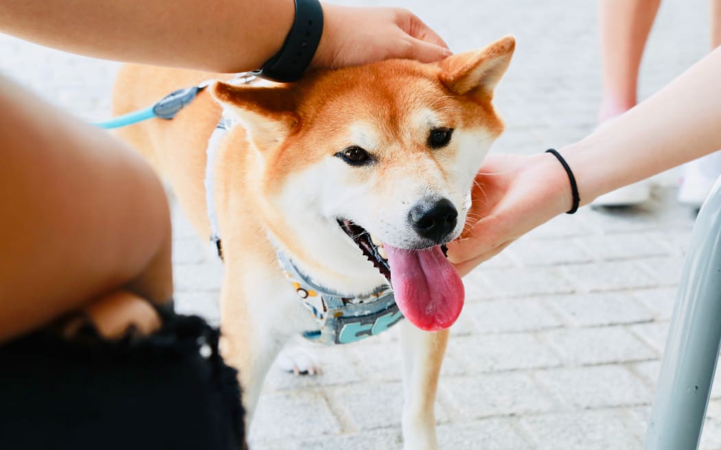 An adored dog