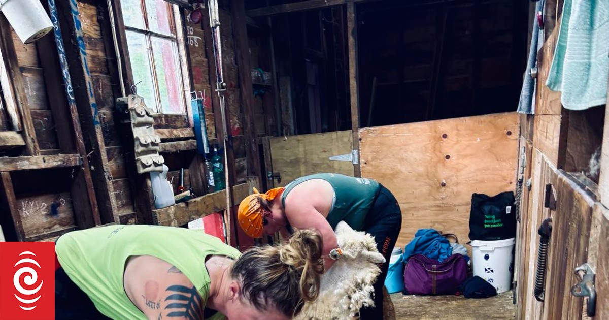 Ewe beauty! New eight-hour shearing world record set in Wairarapa - Vimarsana News