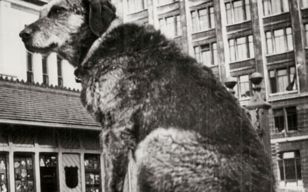 Paddy the Wanderer, 1935 (Alexander Turnbull Library, 1/2-122301-F)